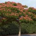 Arborele de mătase Ombrella C3